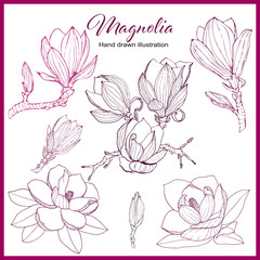 Magnolia collection. Set of hand drawn  floral elements. Vectorial flowers for your design. 