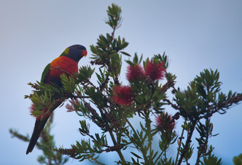 Colorful Rainbow Lorikeet perched in a Bottle Brush tree