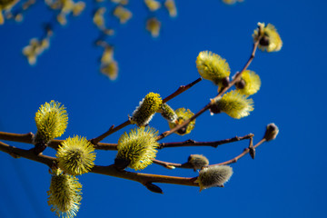 branch of willow in spring catkins of willow