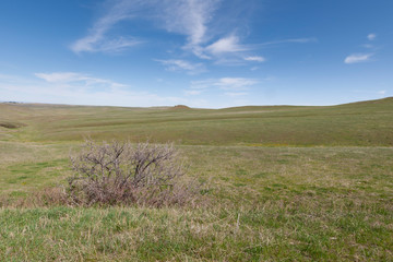 Grassy fields on the Prairie in Montana