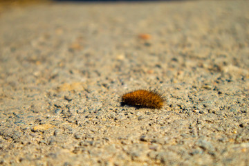 hairy caterpillar on stone