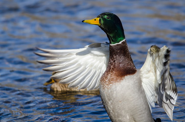 Mallard Duck Stretching Its Wings While Resting on the Water