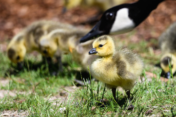 Newborn Goslings Learning Under the Watchful Eye of Mother