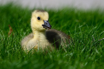 Newborn Gosling Resting Quietly on the Soft Green Grass