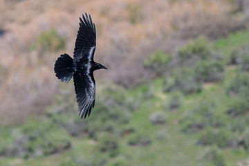 Common Black Raven Flying Over the Canyon Floor