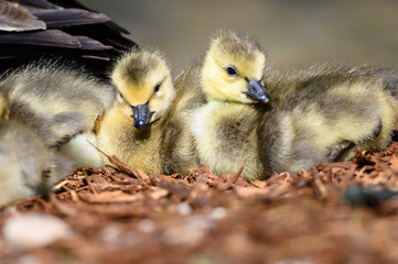 Two Newborn Goslings Resting Quietly on the Soft Ground