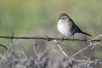 White-Crowned Sparrow Perched on a Barbed Wire Fence