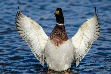 Mallard Duck Stretching Its Wings While Resting on the Water