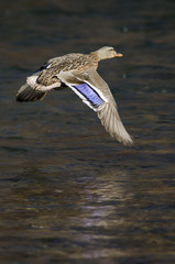 Mallard Duck Flying Over the Flowing River