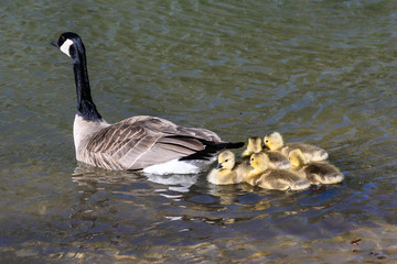 Adorable Newborn Goslings Swimming Beside Their Mother