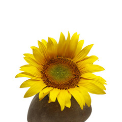 nice sunflower photo detail