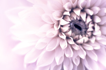 Closeup top view of beautiful violet dahlia flower with soft focus. Greeting card concept