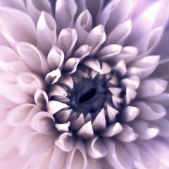 Closeup top view square of beautiful violet dahlia flower with soft focus. Greeting card concept
