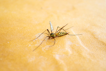 Yellow crane fly insect, female Nephrotoma flavipalpis - close up, centered.
