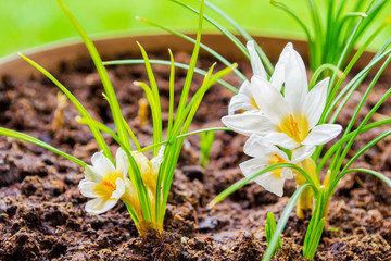 White crocus flowering plants in a gardening pot, in Spring time - close up. Botany, gardening concept.
