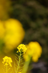菜の花