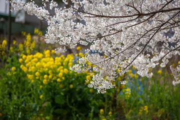 Obraz premium 淡墨桜