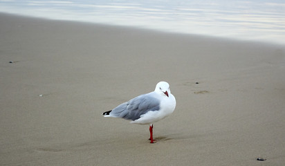 Seagull on a glorious golden beach on a cloudy day