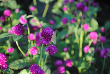 purple flowers in the garden