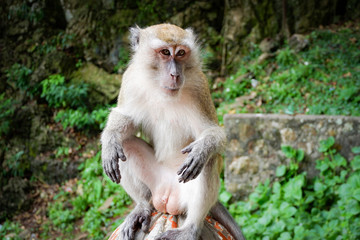 Asia monkey sitting on the rocks on nature park background