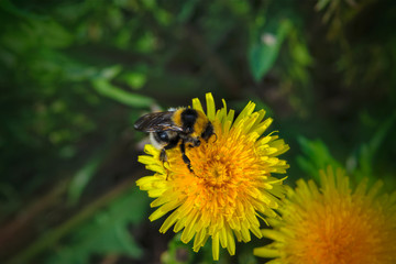 A large shaggy bumblebee collects nectar from a bright yellow dandelion flower.