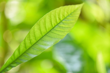 Natural green leaf on blurred sunlight  background in garden ecology fresh leaves tree close up beautiful plant in the nature