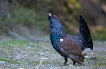 Ein Auerhahn Männchen freistehend im Wald nach links schauend