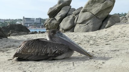 Pélican en train de mourir sur la plage de Puerto Escondido, Mexique, 
