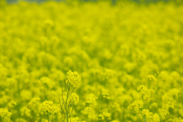 blooming field of yellow rape. summer background