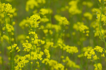 blooming field of yellow rape. summer background