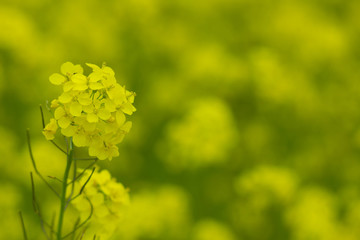 blooming field of yellow rape. summer background
