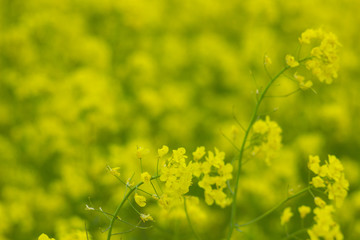 blooming field of yellow rape. summer background