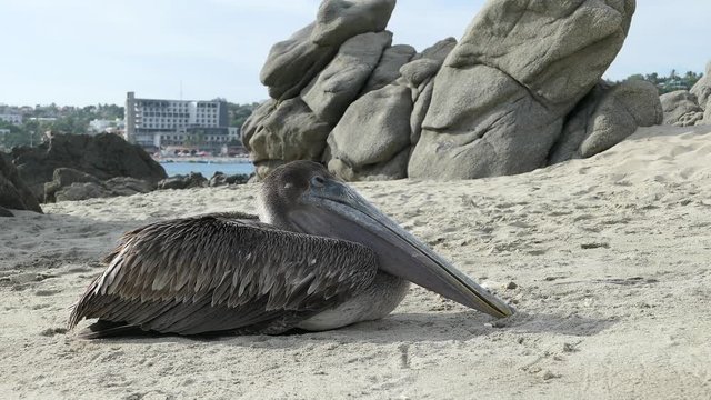P&eacute;lican en train de mourir sur la plage de Puerto Escondido, Mexique, 