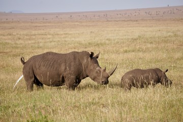 Obraz premium AFRICA