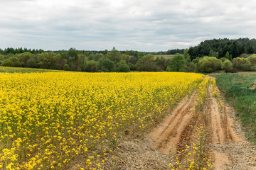 Fototapeta na wymiar blooming field of yellow rape. summer background