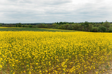 blooming field of yellow rape. summer background
