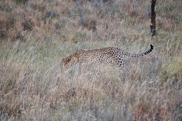 AFRICA