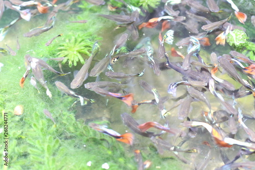Blur Of Multi Color Poecilia Reticulata And Goldfish On Nature
