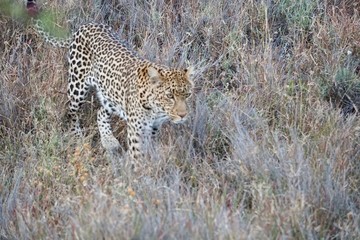 Naklejka premium AFRICA