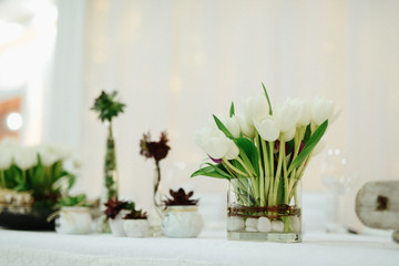 Beautiful home plants and flowers