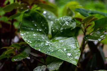 Raindrops on Leaf
