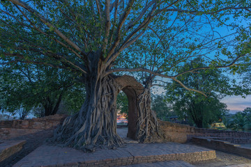 amazing root of banyan tree hold the old ancient door for long time in Ayutthaya period. the door...