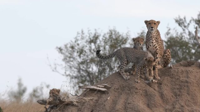 a cheetah family use a termite mound as a lookout to spot prey in masai mara national reserve in kenya, africa- 4K 60p