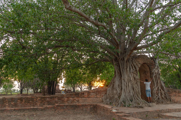 amazing root of banyan tree hold the old ancient door for long time in Ayutthaya period. the door...