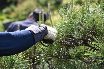 A gardener is pruning a pine tree.