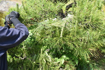 A gardener is pruning a pine tree.