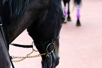 race horse