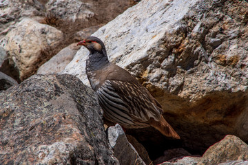 Close up view of chukar partridge (Alectoris chukar) standing on the rock.  Sagarmatha (Everest) National Park, Birds of Nepal.