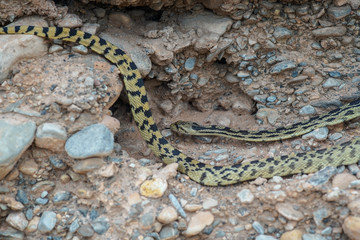 Gopher Snake In The Desert Landscape