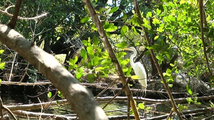 Aigrette (oiseau) chassant devant une rivière